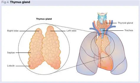 Thymalin 10mg Research Compound
