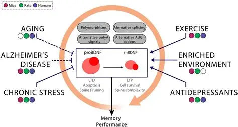 Celebrolysin 60mg Research Compound